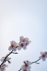 Almond blossom background with vivid colors in spring