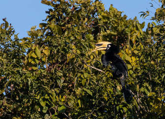 Oriental Pied Hornbil bird
