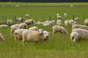 Schafe Neuseeland Südinsel