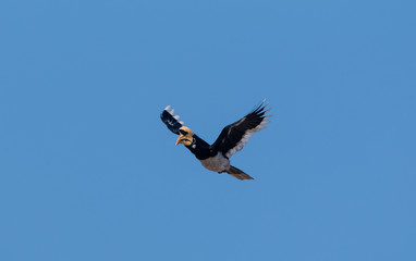 Oriental pied hornbill bird in flight over sky at rajaji national park, uttarakhand