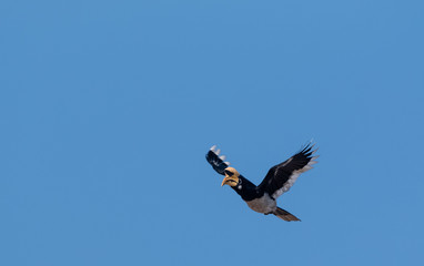 Oriental pied hornbill bird in flight over sky at rajaji national park, uttarakhand