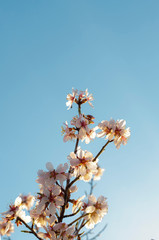 Almond blossom background with vivid colors in spring