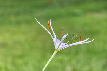 A white hymenocallis littoralis spider lily flower in Hamilton Island, Australia