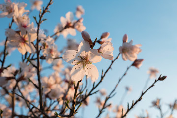 Almond blossom background with vivid colors in spring