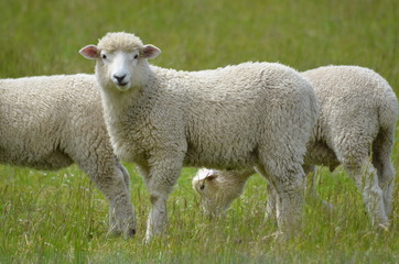 Naklejka na ściany i meble Schafe Neuseeland Südinsel