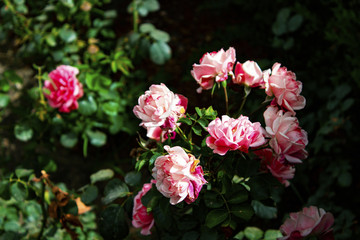 Gorgeous beautiful gentle pink bush roses, many small delicate gentle buds in the garden, a flower bed close up