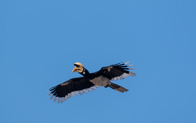 Oriental pied hornbill bird in flight over sky at rajaji national park, uttarakhand