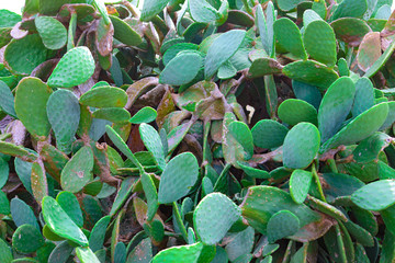 Kleine gr&uuml;ner Kaktus 