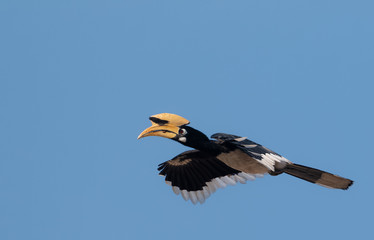 Oriental Pied Hornbil bird