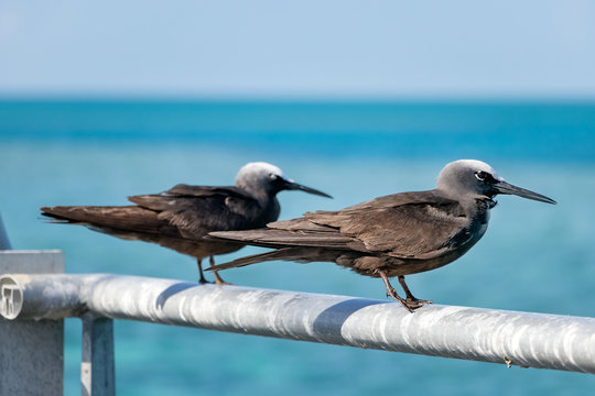 Two Black white capped noddy seabird perched in Hardy Reef, Australia