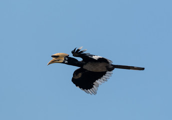 Oriental pied hornbill bird in flight over sky at rajaji national park, uttarakhand