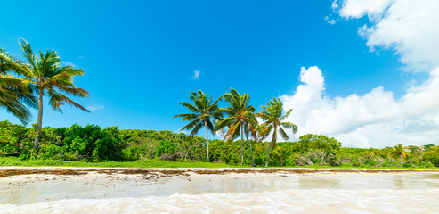 Le Saline beach in Guadeloupe under a blue sky