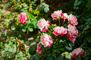 Gorgeous beautiful gentle pink bush roses, many small delicate gentle buds in the garden, a flower bed close up