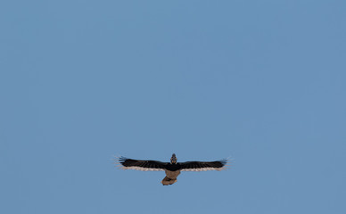 Oriental pied hornbill bird in flight over sky at rajaji national park, uttarakhand