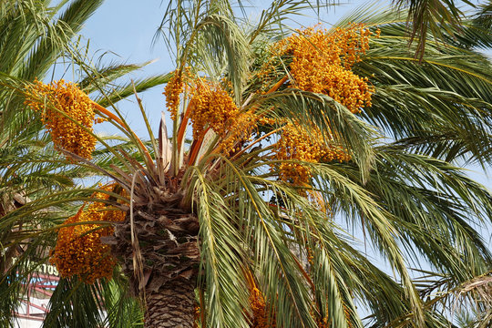Dates palm with date fruit