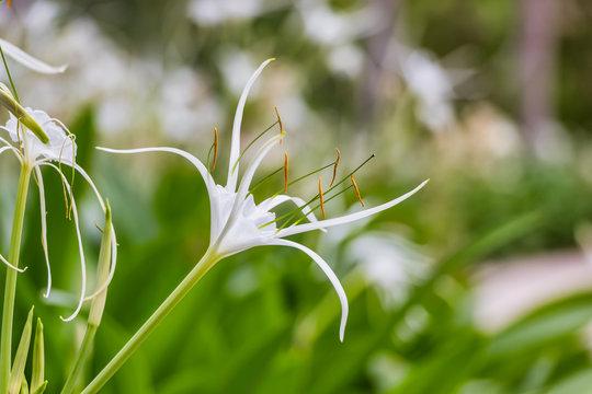 A white hymenocallis littoralis spider lily flower in Hamilton Island, Australia