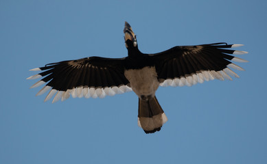 Oriental pied hornbill bird in flight over sky at rajaji national park, uttarakhand © Abhishek Mittal