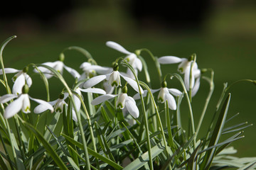 Beautiful spring flowers close up