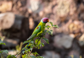 Plum Headed Parakeet perching on tree in Rajaji National Park