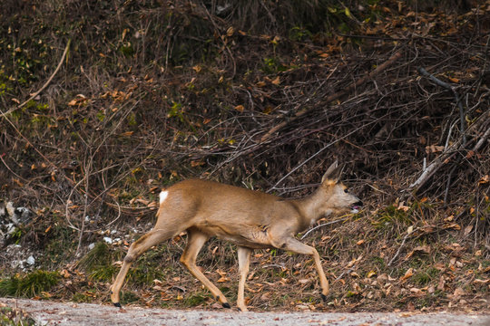 Capriolo (Capreolus capreolus) femmina nel bosco