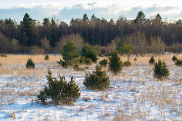 A winter scene: a sparse young forest of spruce, juniper and pine growing in the foreground with some snow and meadow hay straws and a bigger forest in the background under the cloudy snow