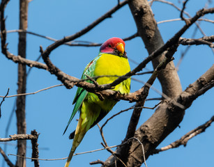 Fototapeta na wymiar Plum Headed Parakeet perching on tree