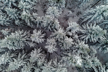 Beautiful winter landscape in the morning spruce forest.