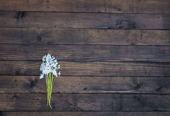 Flower. Spring white blue flowers. Scilla flowers on Dark Brown wooden table. Vintage floral background. Copy space