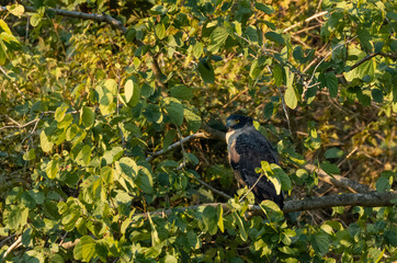 Crested Serpent Eagle bird in action on the tree at the early morning at rajaji nationalpark