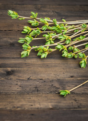 Spring Lilac Branches on Brown Rustic Table. Fresh Green Lilac Leaves Background. Copy Space