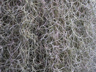 moss, spanish, background, nature, plant, natural, green, texture, closeup, tree, environment, garden, old, spring, pattern, wall, tropical, white, flora, outdoor, park, abstract, gray, growth, leaves