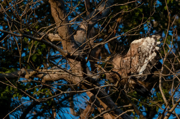 Crested Serpent Eagle bird in action on the tree at the early morning at rajaji nationalpark