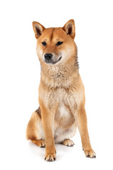 shiba inu in studio