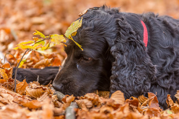 Beautiful black young cocker spaniel playing in an autumn landscape with copper dry fallen leaves,...