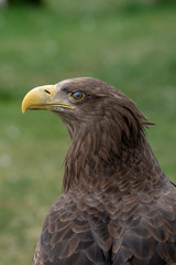 Portrait of a white tailed eagle flickering