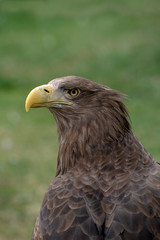 Close up portrait of a white tailed eagle profile view