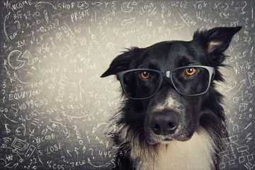 Close up portrait of thoughtful dog wearing glasses. Purebred Border Collie nerd over grey...