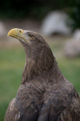 Close up portrait of a white tailed eagle profile view