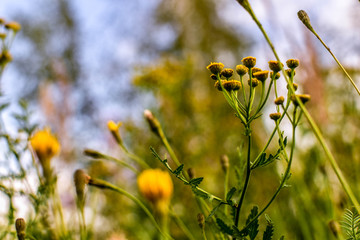 bee on yellow flower