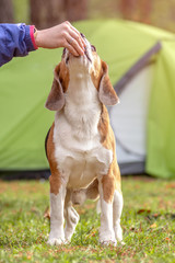 owner of the dog teaches and feeds the beagle puppy next to the tent outdoor