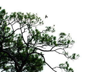 Bird in cloudy white sky.