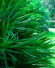 Florida Lush Tropical Green Foliage