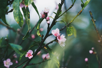 Naturaleza sutil y delicada.