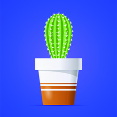 Cactus in a pot, with thorns