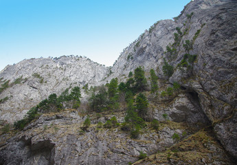Fototapeta na wymiar fir trees that grow on high rocks
