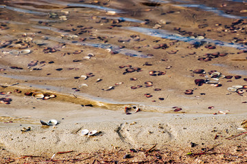 Sandy Lake Shore with Seashells