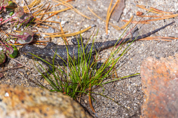 Small lizard on a rock, California, USA.