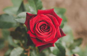 Red rose in the garden close-up