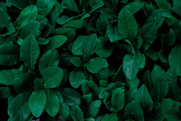 Leaf texture background with dark mood -image