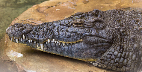 Nile crocodile (Crocodylus niloticus) is a large crocodilian native to freshwater habitats in Africa. Reptile head.